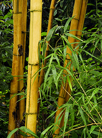 Bamboo