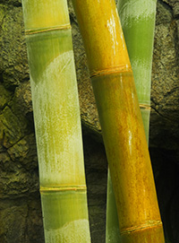 Bamboo