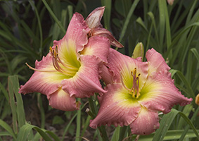 Hemerocallis Big Sur