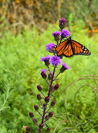 Liatris Monarch
