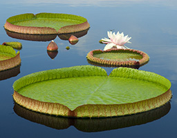 Nymphaea cruziana
