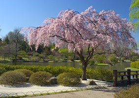 Weeping Cherry