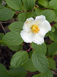 Stewartia