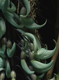 Jade Vine
